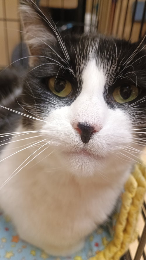 Slush, an adoptable Domestic Short Hair in Cuyahoga Falls, OH