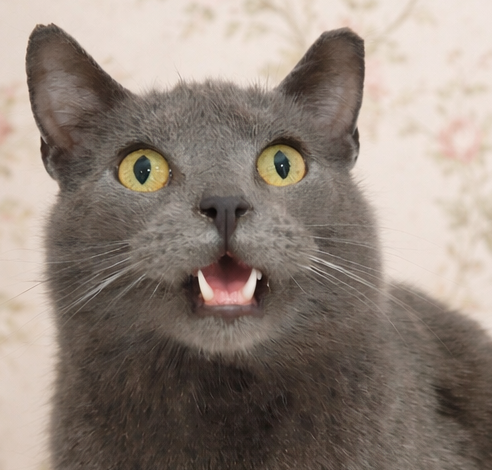 picture of the cat needing adoption