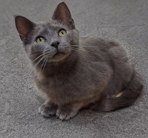 Thumbtack @ Medina Petsmart, an adoptable Domestic Short Hair in Cuyahoga Falls, OH