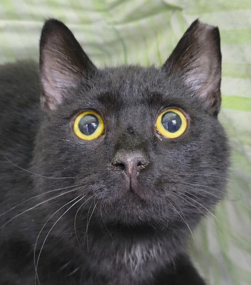 Paper Clip at Montrose Petsmart, an adoptable Domestic Short Hair in Cuyahoga Falls, OH