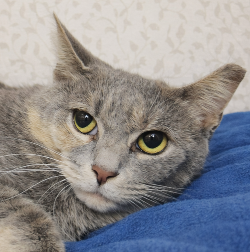 Pipette at Montrose Petsmart!, an adoptable Domestic Short Hair in Cuyahoga Falls, OH