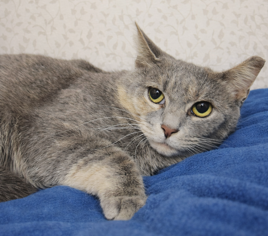 Pipette at Montrose Petsmart! Image