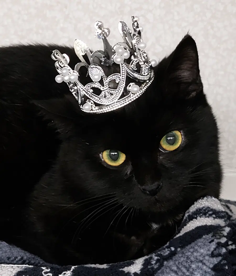 Kitten Wisp - Domestic Short Hair