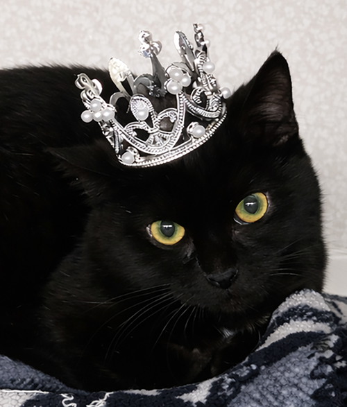 Kitten Wisp, an adoptable Domestic Short Hair in Cuyahoga Falls, OH