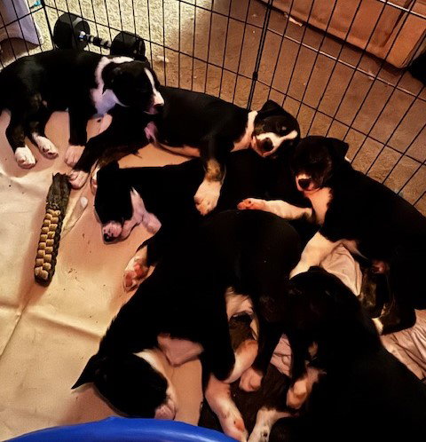O Jay Puppies Image