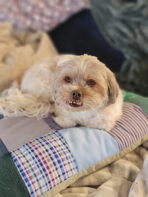 Charlie, an adoptable Bichon Frise in Cuyahoga Falls, OH