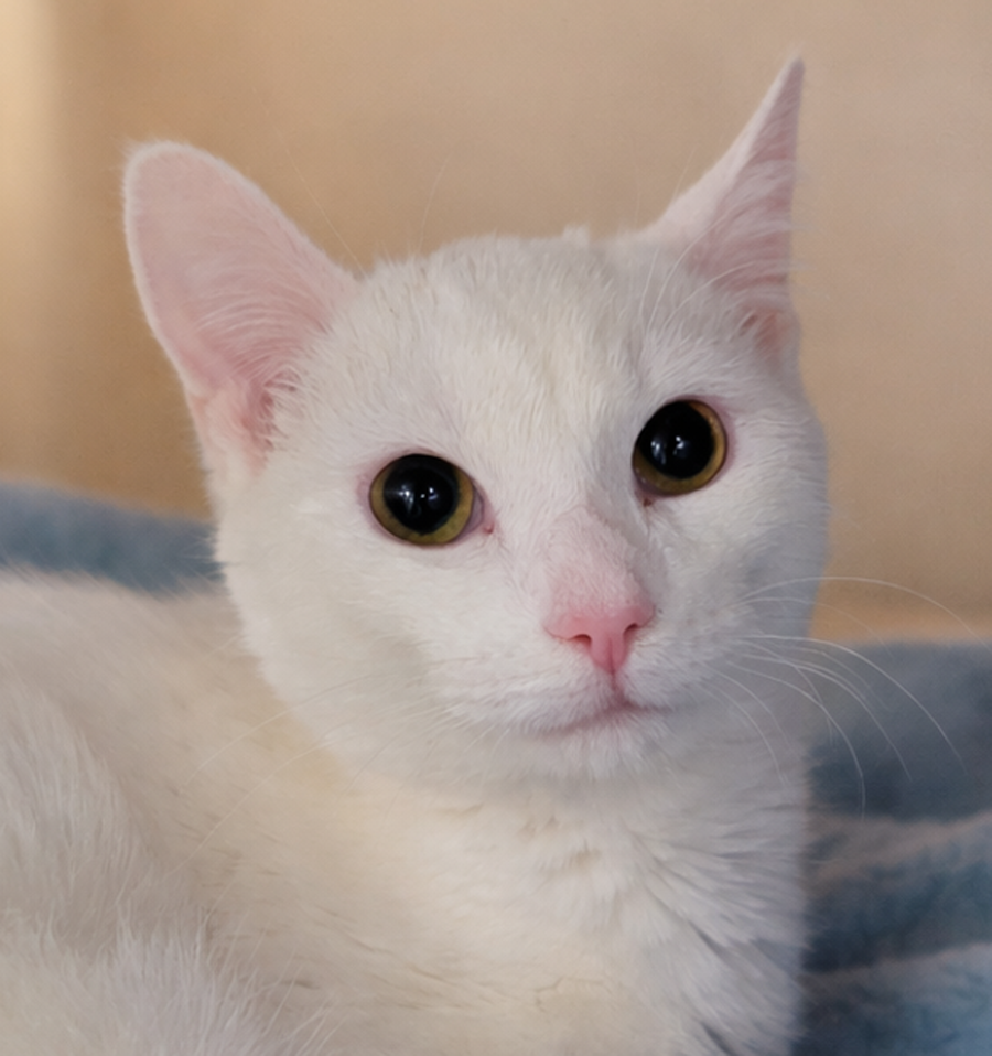Kitten Chowder Image