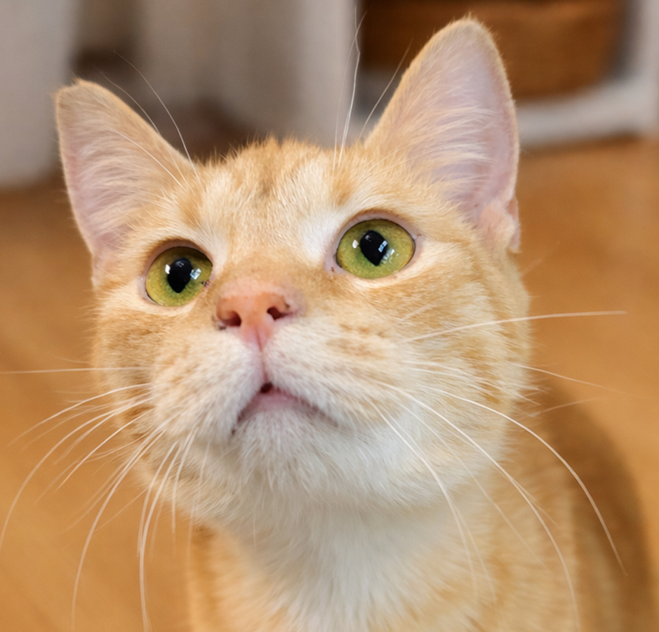 Kitten Orange Juice "OJ" Image