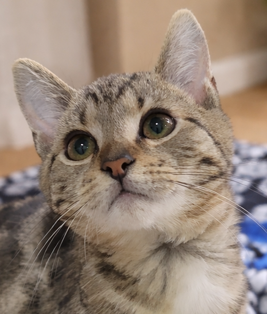 Kitten Merge Image