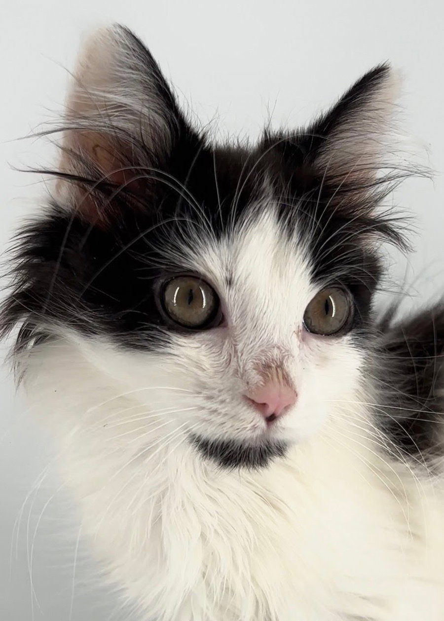 Kitten Burberry Image