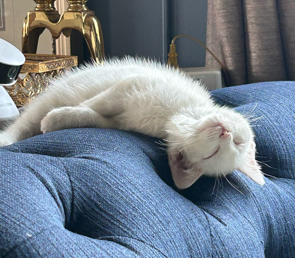 Kitten Hermes Image