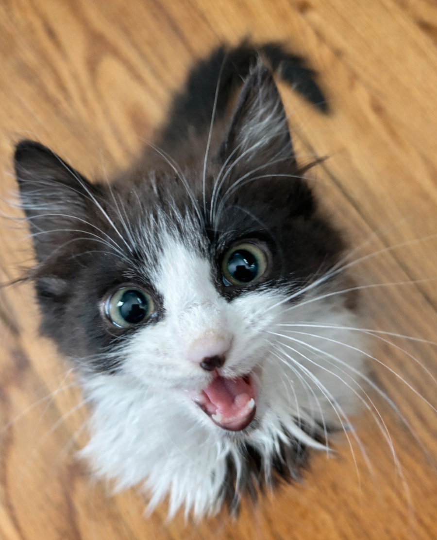 Kitten Bottega Image