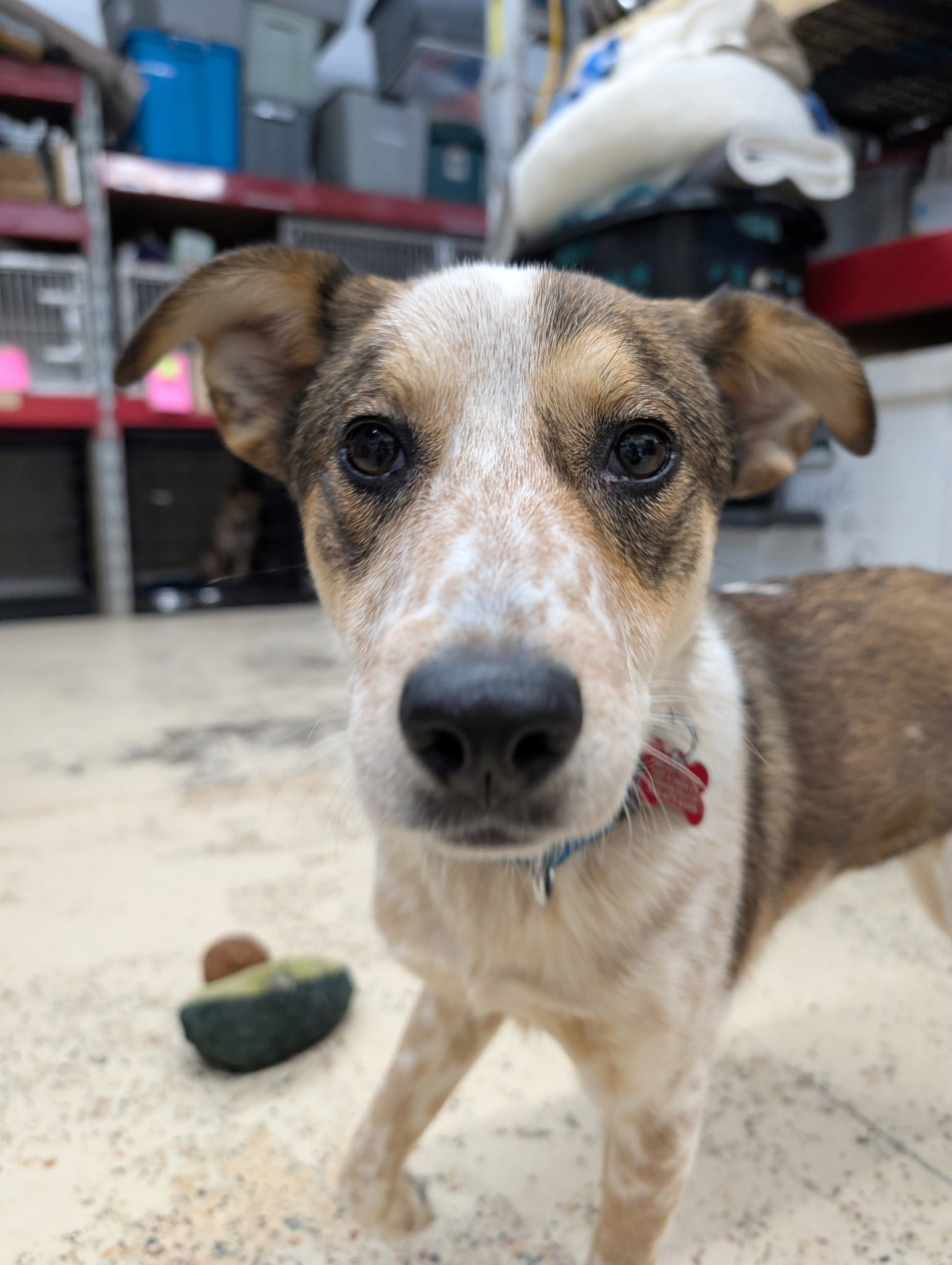 Puppy Cindy Lou Image