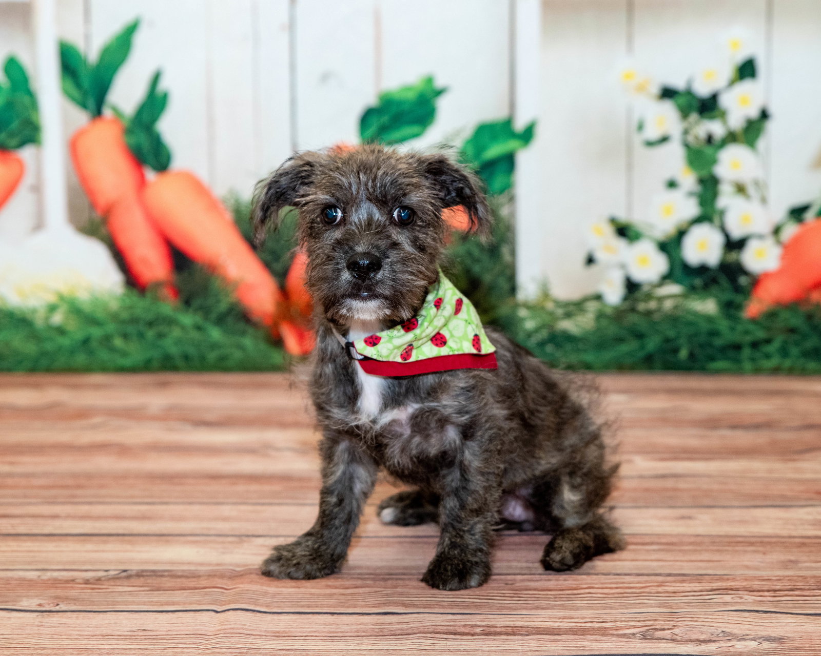 Annie Puppy/pending adoption Image