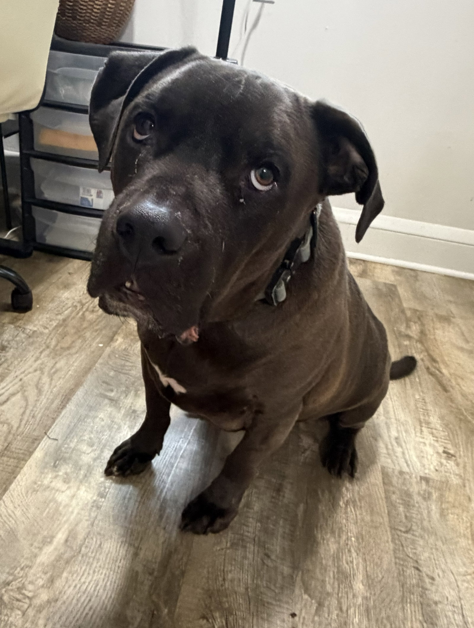 Gus/NEEDS FOREVER FOSTER Image