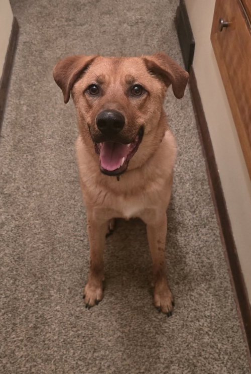 Bandit, an adoptable Labrador Retriever in Cuyahoga Falls, OH