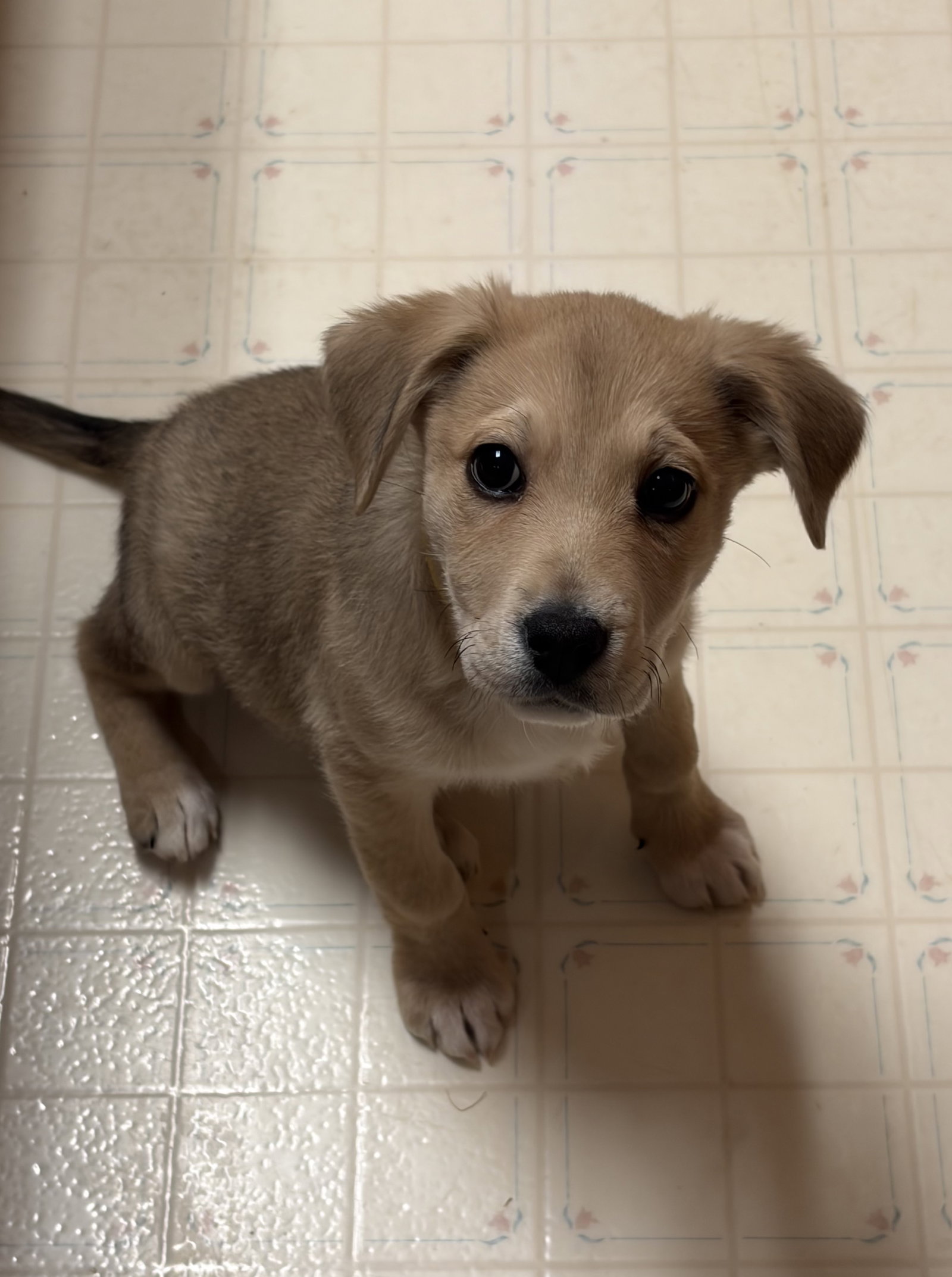 Puppy Mercy Image