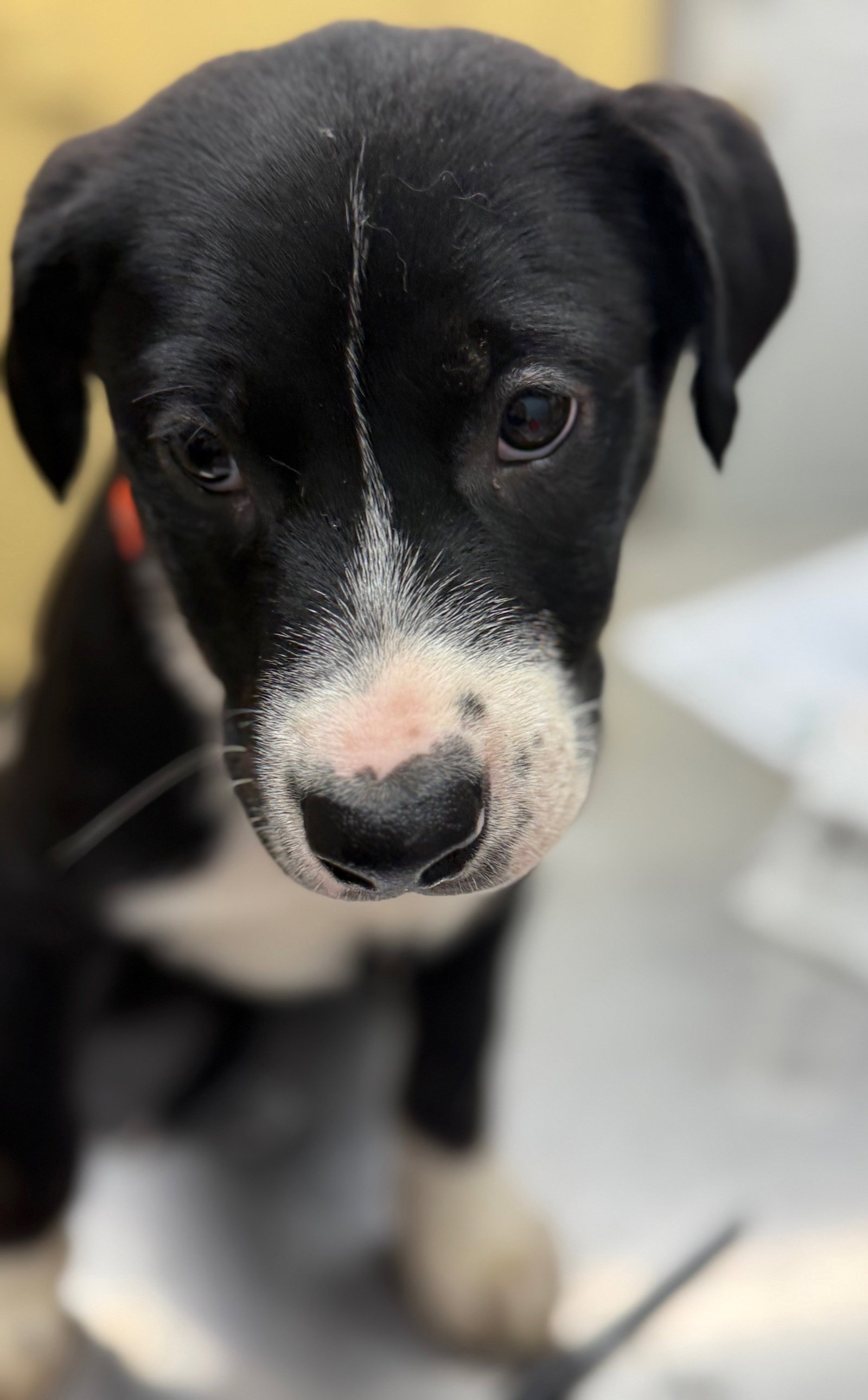 Puppy Justin/pending adoption Image