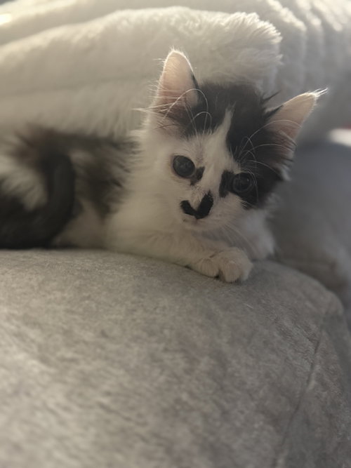 Kitten Krusty Krab, an adoptable Domestic Medium Hair in Cuyahoga Falls, OH