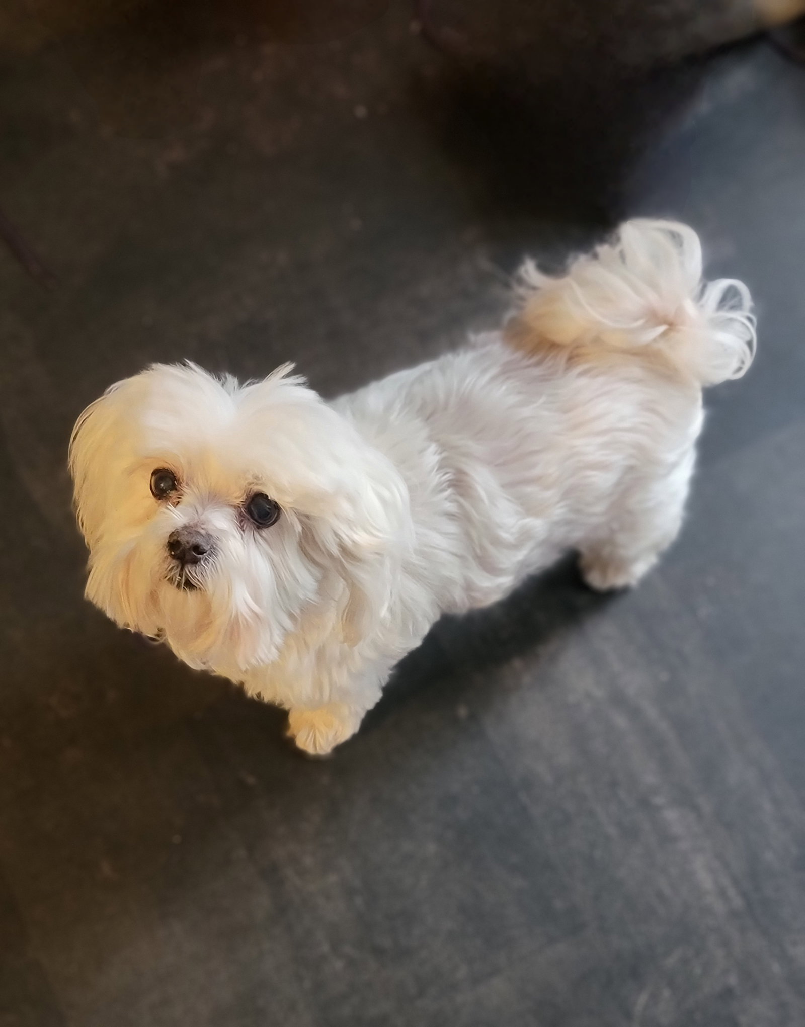 Sophie (Video) Image