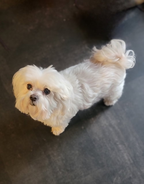 Sophie (Video), an adoptable Maltese in Cuyahoga Falls, OH