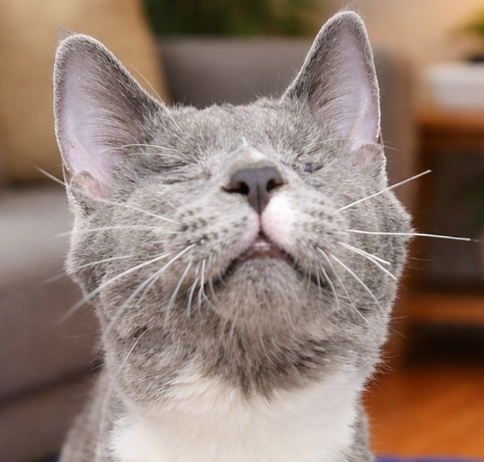 Kitten Boggle **Blind** Image