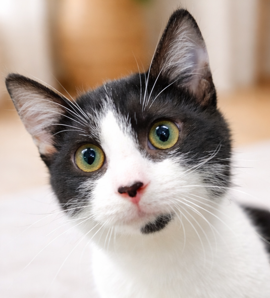 Kitten Chat Image