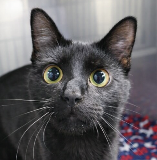Wallace, an adoptable Domestic Short Hair in Cuyahoga Falls, OH