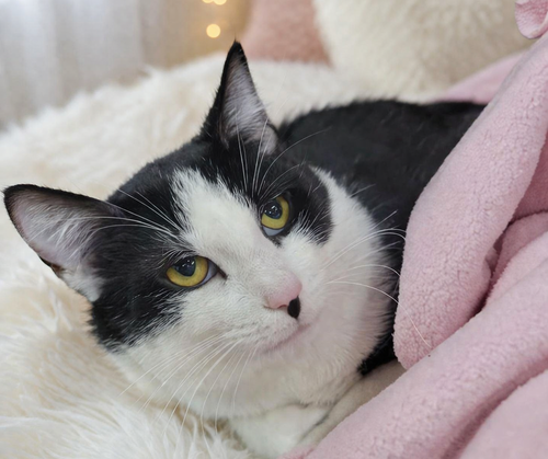 picture of the cat needing adoption