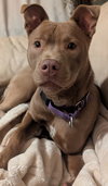 Maisy Puppy- Needs Foster Home - Photo 3