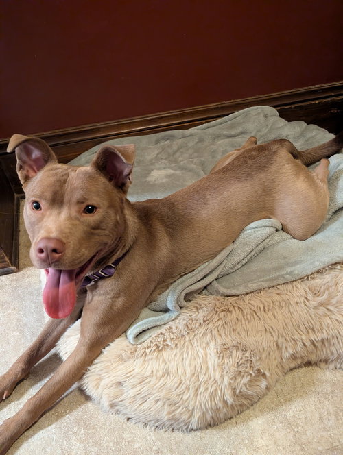 Maisy Puppy- Needs Foster Home, an adoptable Unknown breed in Cuyahoga Falls, OH