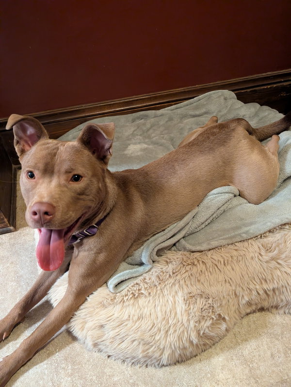 Maisy Puppy- Needs Foster Home
