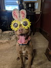 Maisy Puppy- Needs Foster Home - Photo 1