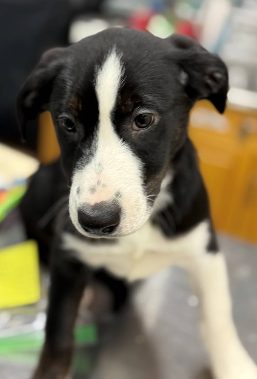 Olivia Puppy, an adoptable Australian Shepherd in Cuyahoga Falls, OH