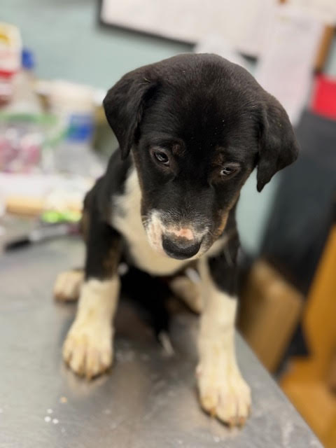 Jacob Puppy, an adoptable Australian Shepherd in Cuyahoga Falls, OH