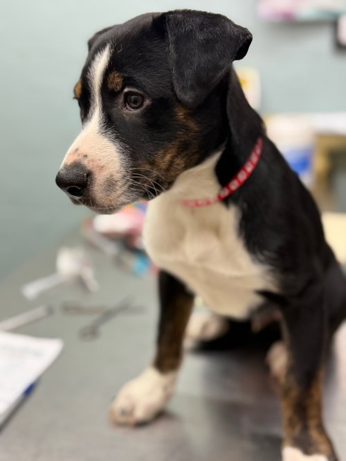 Jason Puppy, an adoptable Australian Shepherd in Cuyahoga Falls, OH