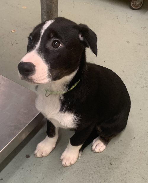 picture of the dog needing adoption