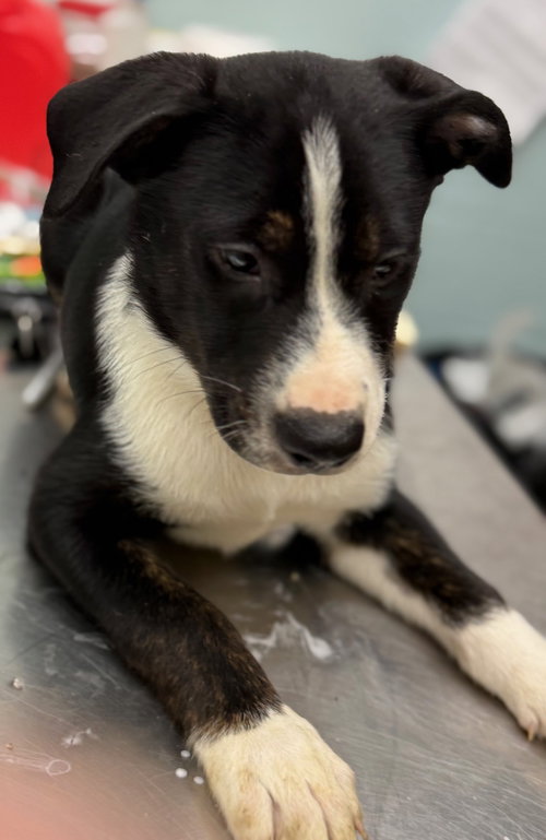 Joshua Puppy, an adoptable Australian Shepherd in Cuyahoga Falls, OH