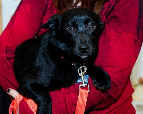 Glory Puppy, an adoptable Border Collie in Cuyahoga Falls, OH