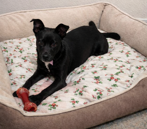 Morning Puppy, an adoptable Border Collie in Cuyahoga Falls, OH