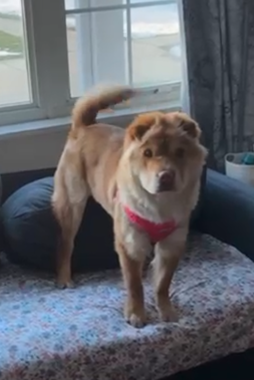 Zoey Puppy, an adoptable Chow Chow in Cuyahoga Falls, OH