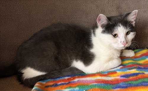 Earl, an adoptable Domestic Short Hair in Cuyahoga Falls, OH