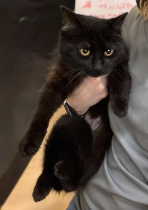 Sabrina, an adoptable Domestic Short Hair in Cuyahoga Falls, OH