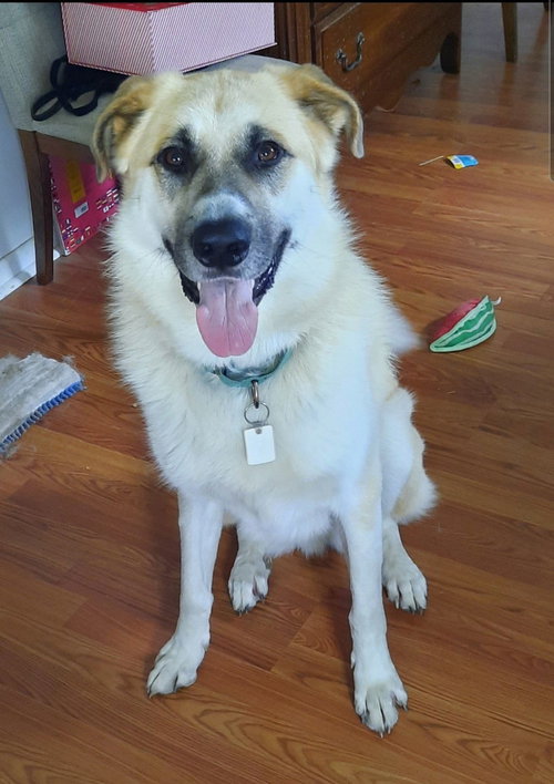 picture of the dog needing adoption