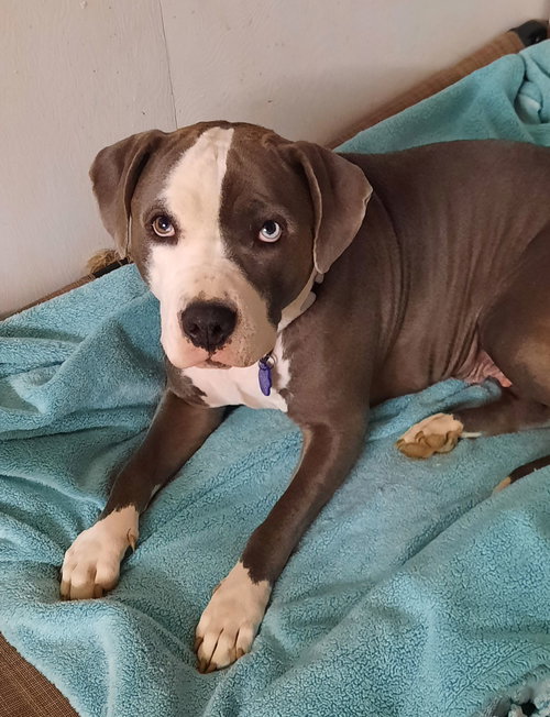 picture of the dog needing adoption