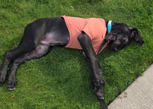 picture of the dog needing adoption