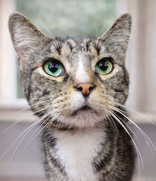 Sheriff, Adult Domestic Short Hair / Tabby / Mixed (short coat), cat for adoption in Warren, Ohio