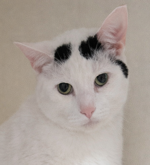 Hampton, Adult Domestic Short Hair / Mixed (short coat), cat for adoption in Warren, Ohio