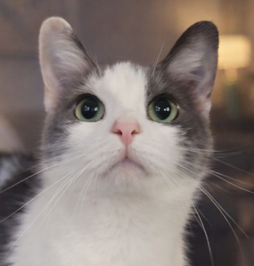 Gogo, Adult Domestic Short Hair / Mixed (short coat), cat for adoption in Warren, Ohio