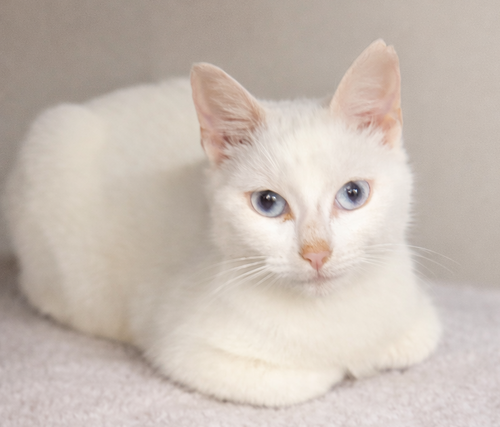 Galaxy, Adult Domestic Short Hair / Mixed (short coat), cat for adoption in Warren, Ohio